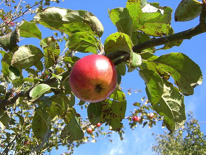 English: Wild apple tree Deutsch: Wilder Apfelbaum